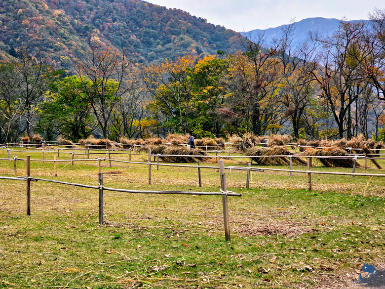 日本-富山南礪|*深山中的世外桃源* 越中五箇山相倉合掌村 相倉合掌造り集落