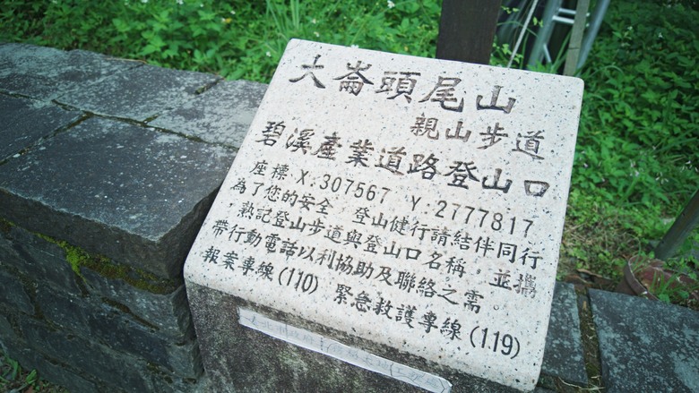 2026 桐花最新花況｜大崙頭尾山「四月雪」：木棧道上的白色驚喜