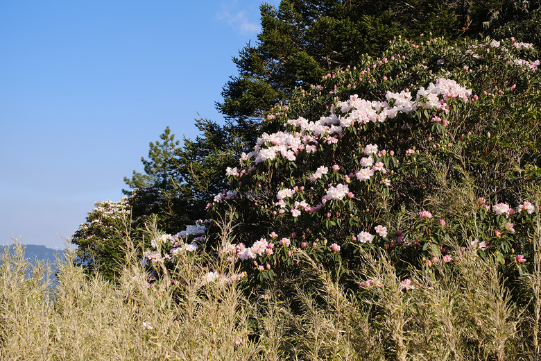 【合歡山東峰】絕美的登山步道與高山杜鵑花