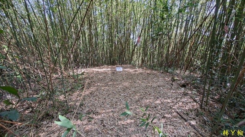 【郊山走走】輕鬆健行內湖7連峰、再賞大湖公園落羽松