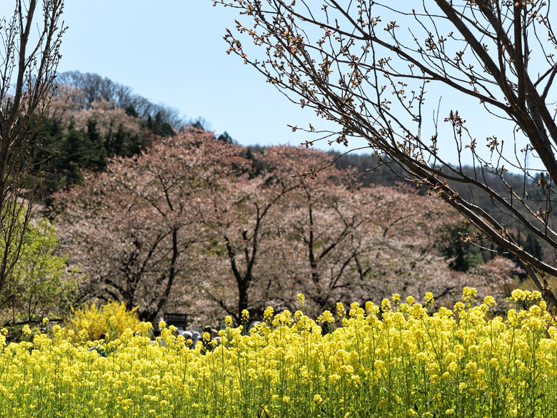 日本東北賞櫻六日遊(omsystem OM3+OM1II)
