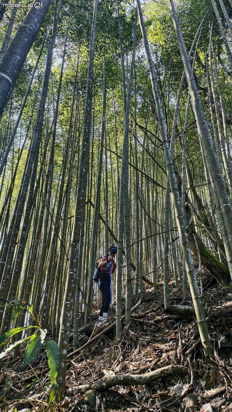 新竹冷門登山路線 | 滿滿竹林 |鬼澤山