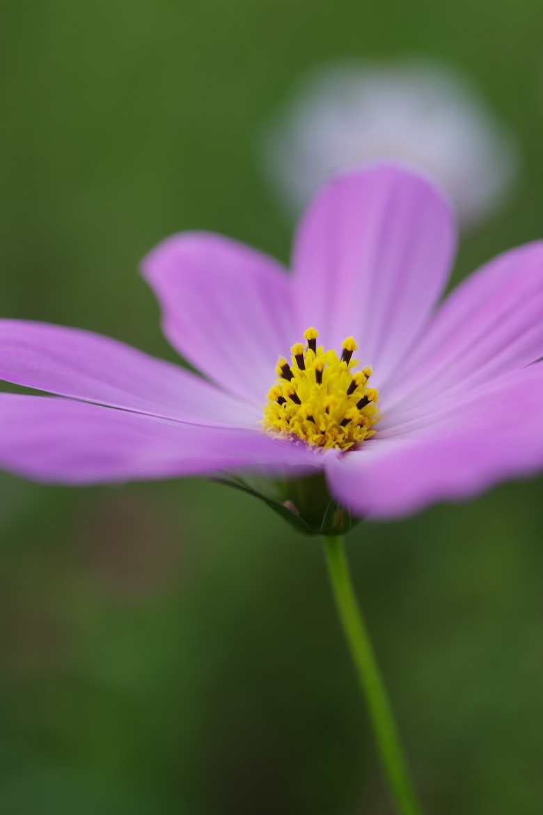 DFA 50mm f2.8 拍的一些照片
