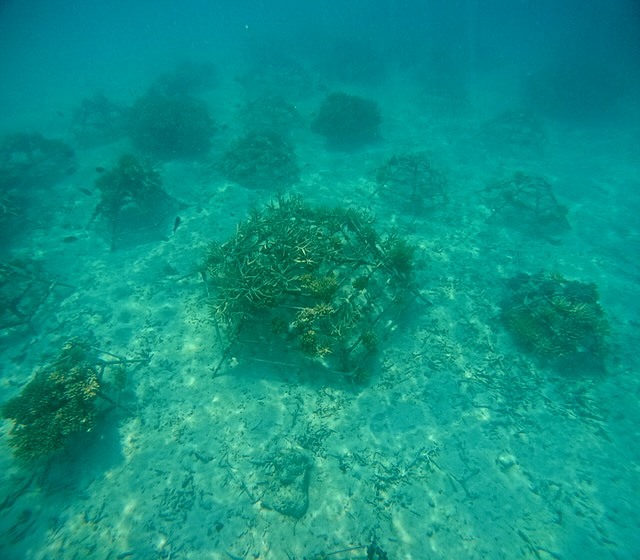 親子旅遊｜馬爾地夫Club Med卡尼島，寓教於樂的海島度假村
