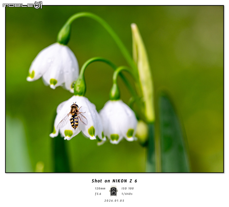 Z6 + 24-120mm F4随拍
