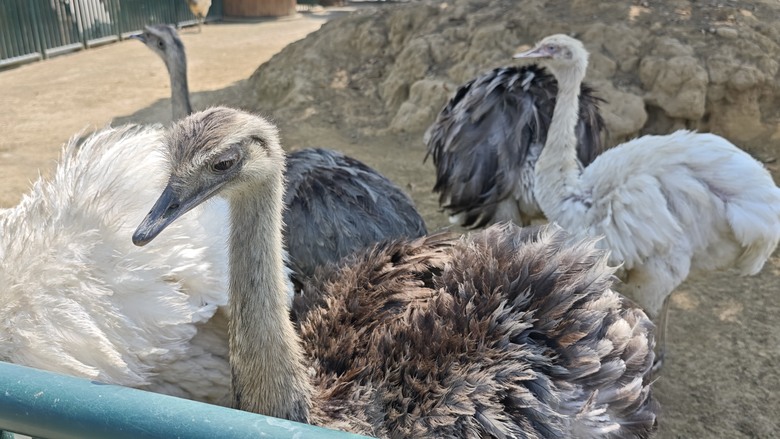 （號稱）亞洲最大鳥類動物園 - 九九峰動物樂園一日遊記 -