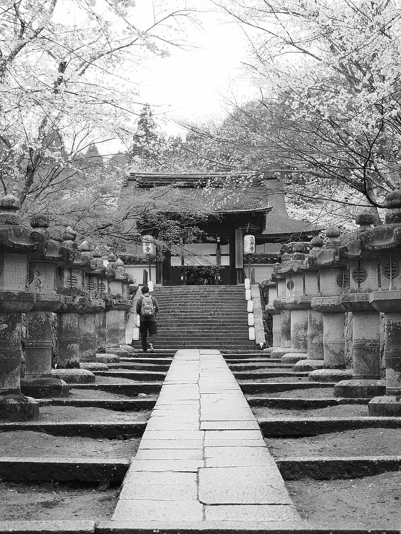 2026 OM1 關西賞櫻 見遊記