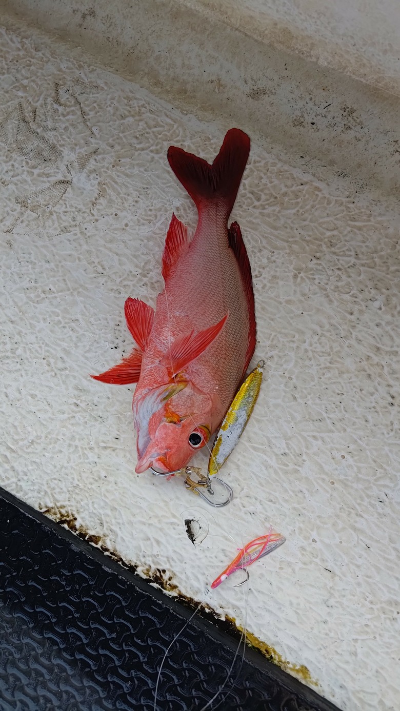 帛琉釣遊