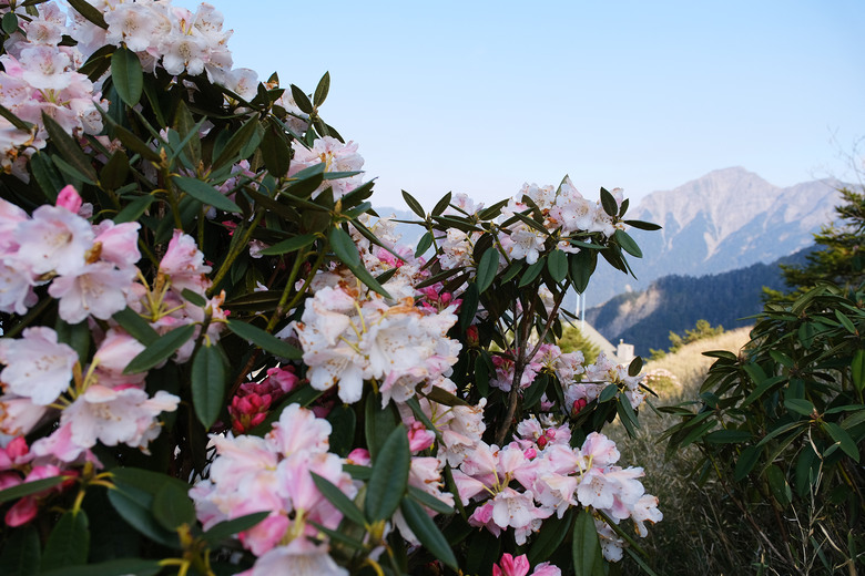 【合歡山東峰】絕美的登山步道與高山杜鵑花