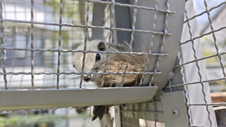 （號稱）亞洲最大鳥類動物園 - 九九峰動物樂園一日遊記 -