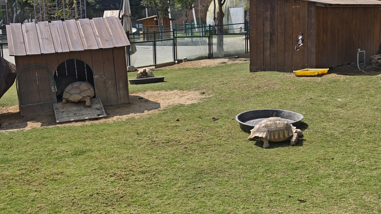 （號稱）亞洲最大鳥類動物園 - 九九峰動物樂園一日遊記 -