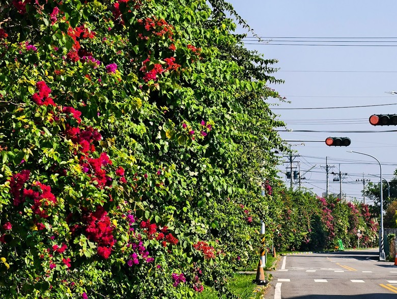 田中太保｜大林&rarr;嘉油&rarr;保鹿 Bike way｜騎小布縱貫線漫遊四縣市
