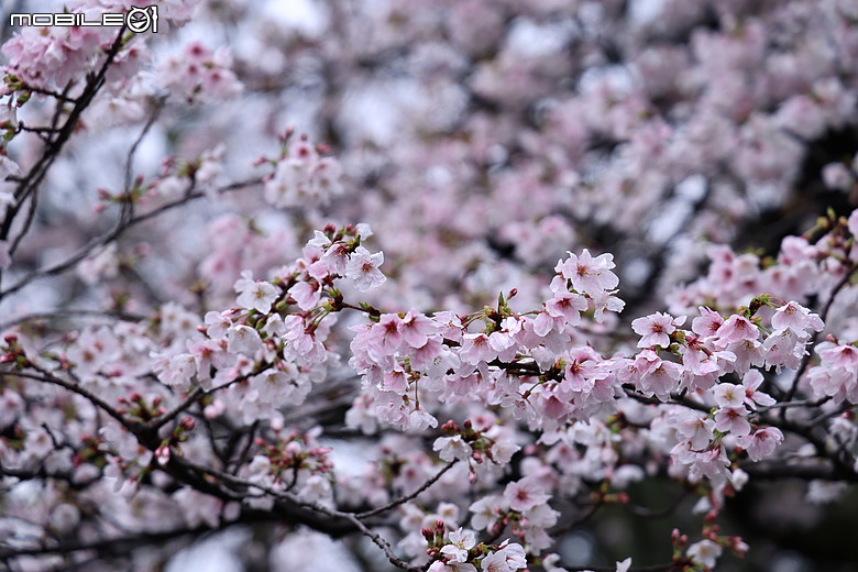 Canon EOS R6 Mark III 蓋大樓