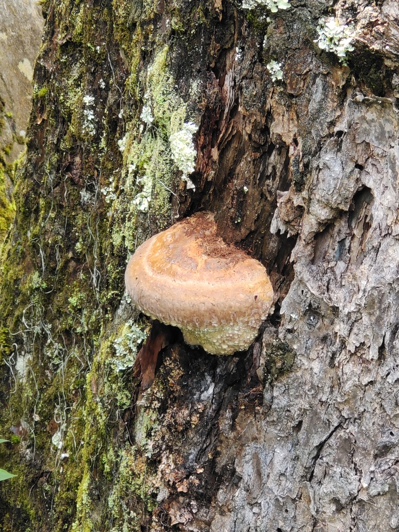 台灣異域穿越（二）－－武界曲冰與松林-高峰巷-霧社