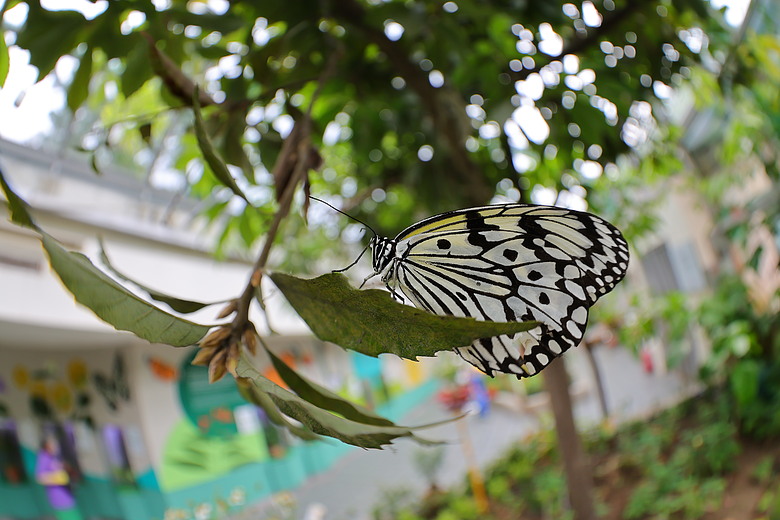 Canon RF 7-14mm F2.8-3.5L Fisheye STM 評測報告｜當圓周遇上對角線、探索 190° 的極限視覺張力！