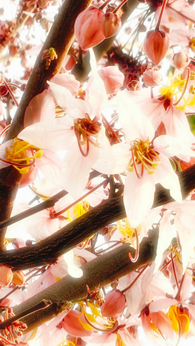 賞花 ^^
