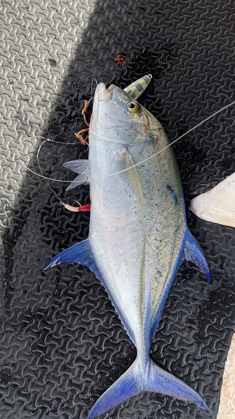 帛琉釣遊