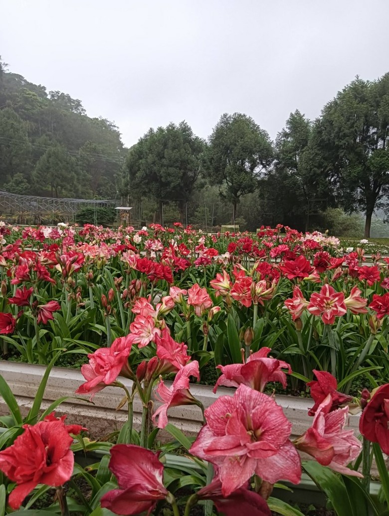 新竹賞花秘境曝光！關西萬株孤挺花海免費入園賞 必收藏！