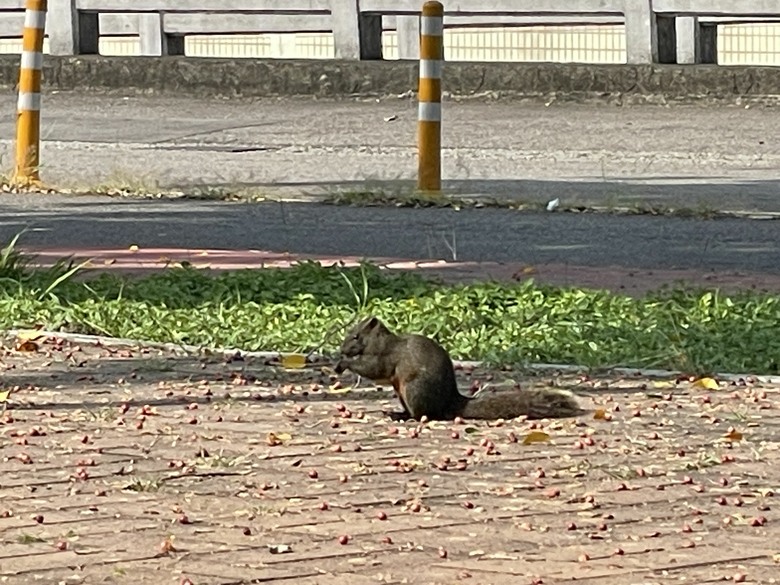 有人知道這是什麼動物嗎？