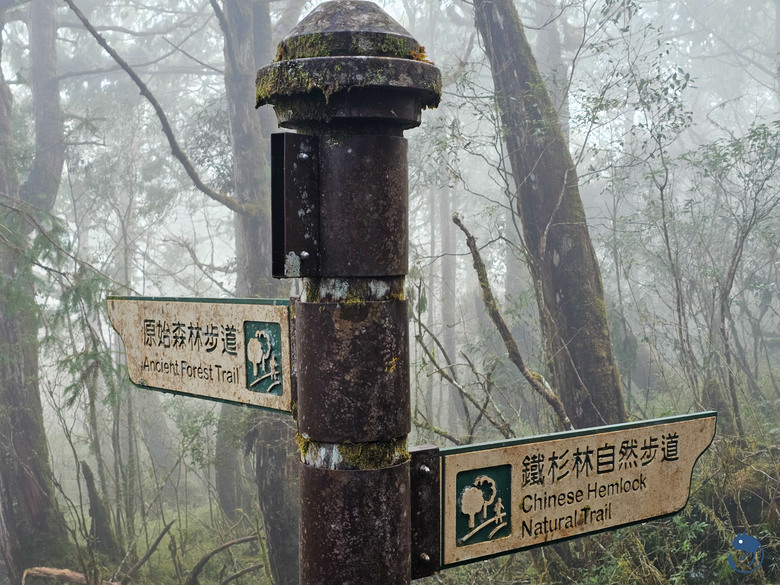 宜蘭-大同|*煙嵐雲岫* 太平山快閃之旅