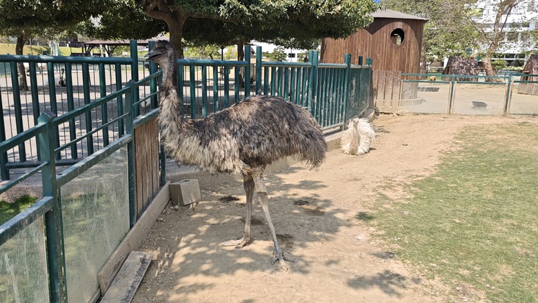 （號稱）亞洲最大鳥類動物園 - 九九峰動物樂園一日遊記 -