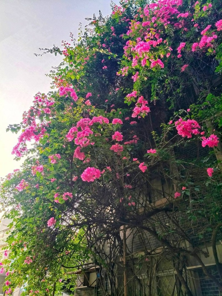 台北中山站景點必拍!赤峰街九重葛花牆4層樓高花海正盛開!