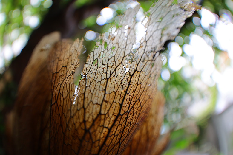 Canon RF 7-14mm F2.8-3.5L Fisheye STM 評測報告｜當圓周遇上對角線、探索 190° 的極限視覺張力！