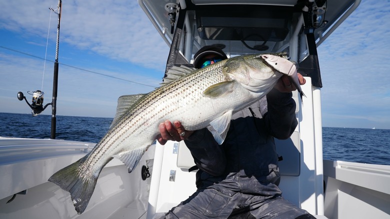 Fishing Traveler (環球釣者) - 雙破紀錄 ! 紐澤西黑潮中的「巨型米級海鱸大戰」 Day 5 與世界第一傳奇釣手，釣魚之神Mike iaconelli的夢幻終章 8小時沒咬口，在荒謬的終點，上廁所時遇見我的人生紀錄米級巨海鱸