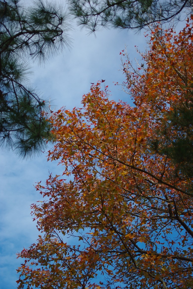 DFA 50mm f2.8 拍的一些照片