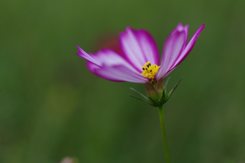 DFA 50mm f2.8 拍的一些照片