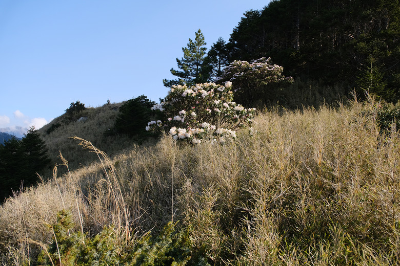 【合歡山東峰】絕美的登山步道與高山杜鵑花