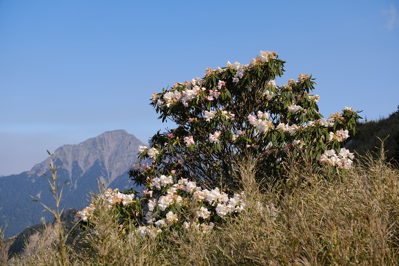 【合歡山東峰】絕美的登山步道與高山杜鵑花