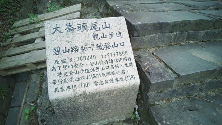 2026 桐花最新花況｜大崙頭尾山「四月雪」：木棧道上的白色驚喜
