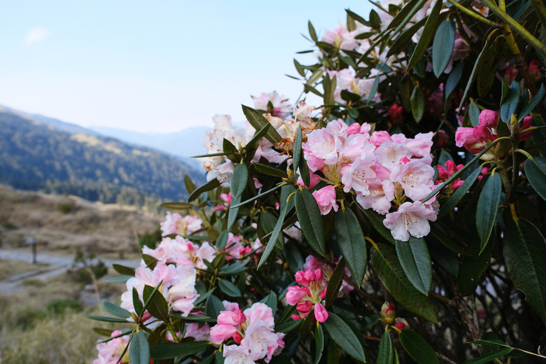 【合歡山東峰】絕美的登山步道與高山杜鵑花