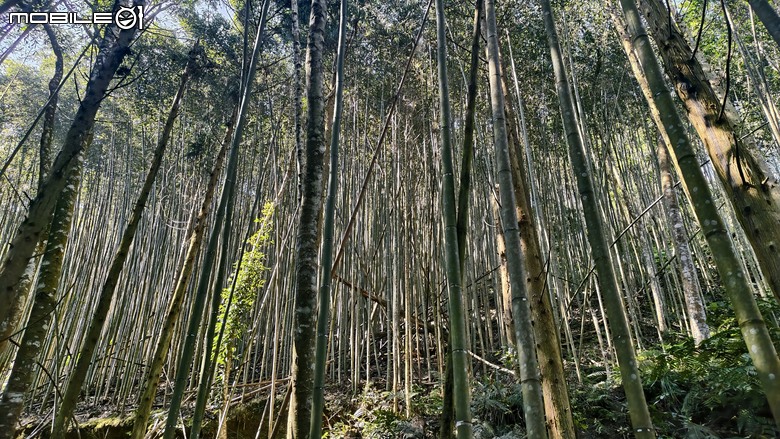 新竹冷門登山路線 | 滿滿竹林 |鬼澤山