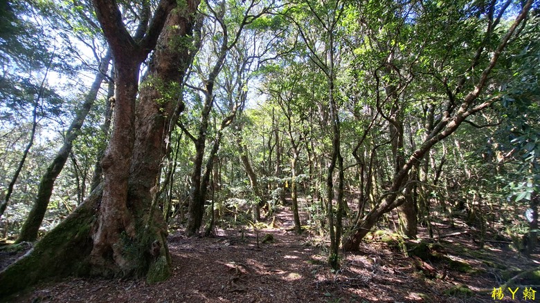 【台灣小百岳】開車比爬山時間還久的小百岳 — 卡拉寶山、碧綠神木