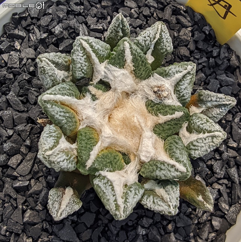 多肉植物 台南市佳里區綠樹園藝 05/03