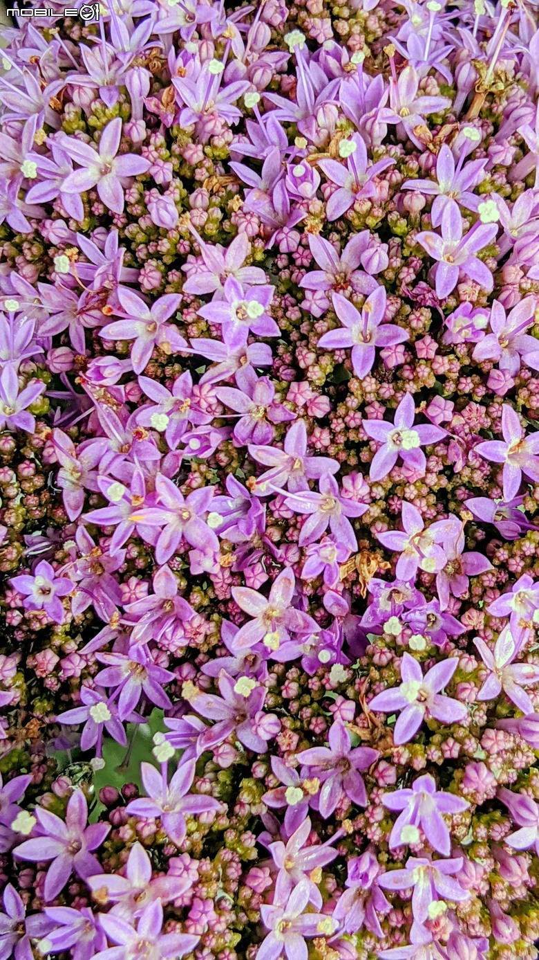 繡球花+夕霧草 台南市歸仁區七甲花卉區 05/17