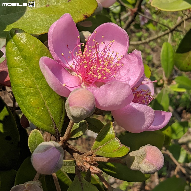砲彈樹+羅比親王海棗+墨西哥合歡... 台南市中西區光賢公園 05/03
