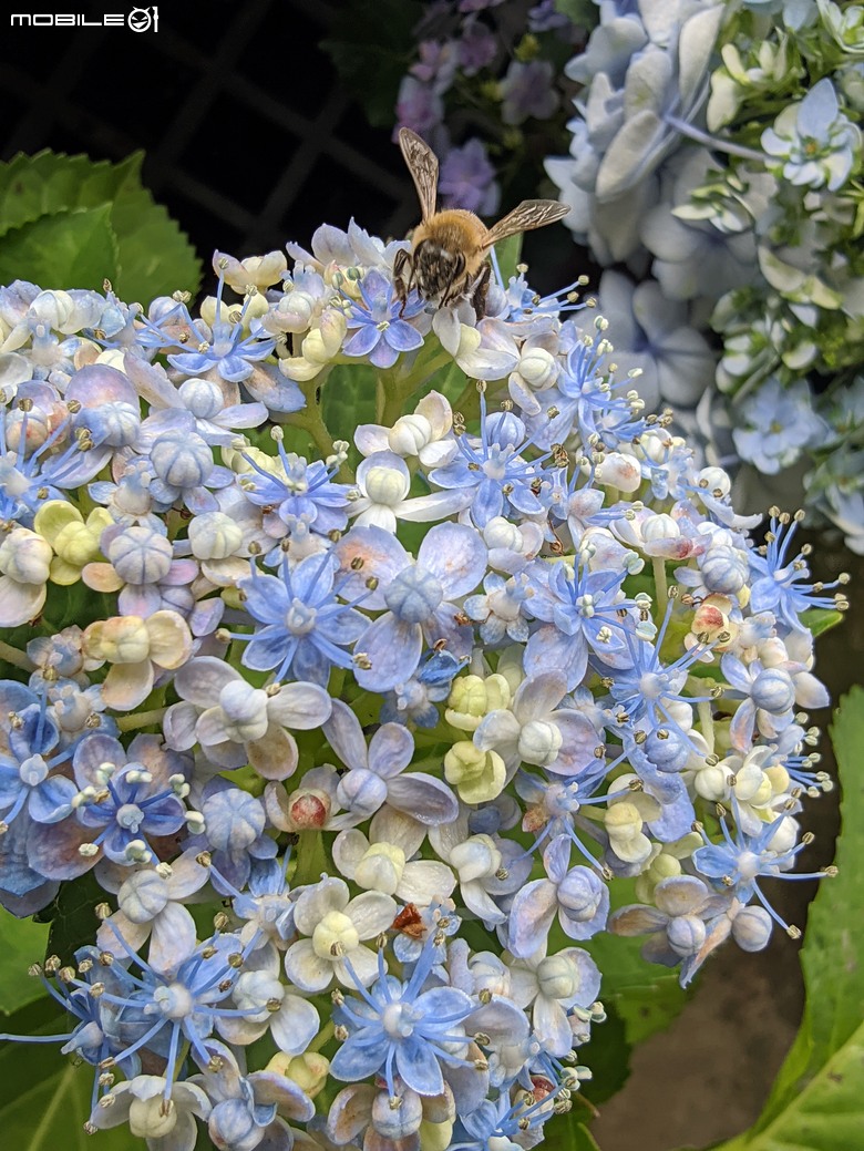 繡球花+夕霧草 台南市歸仁區七甲花卉區 05/17