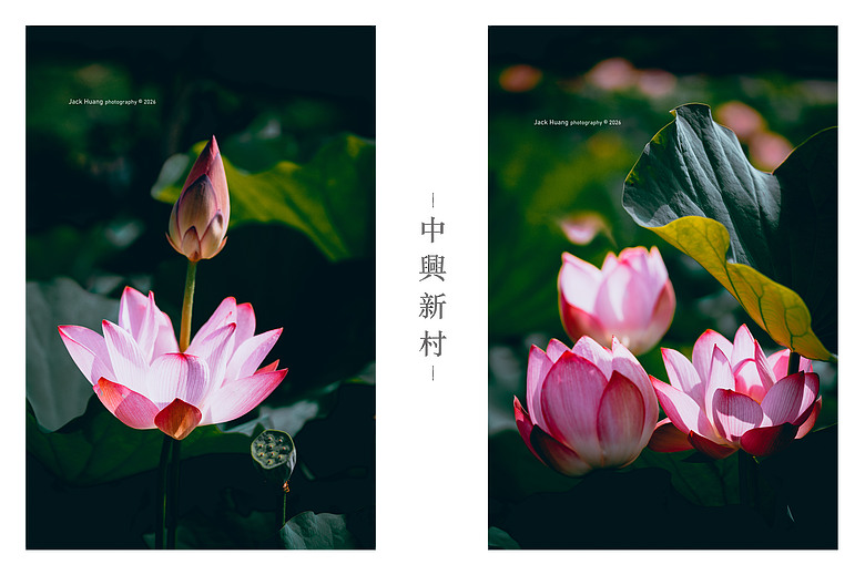 中興新村丨 輪轉慢遊省府的眷刻時光