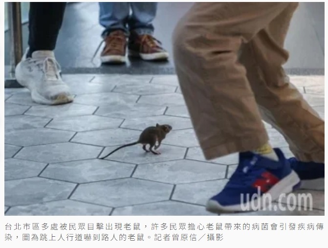 聯合報UDN圖輯／過街老鼠嚇到行人 都市鼠患使人苦惱