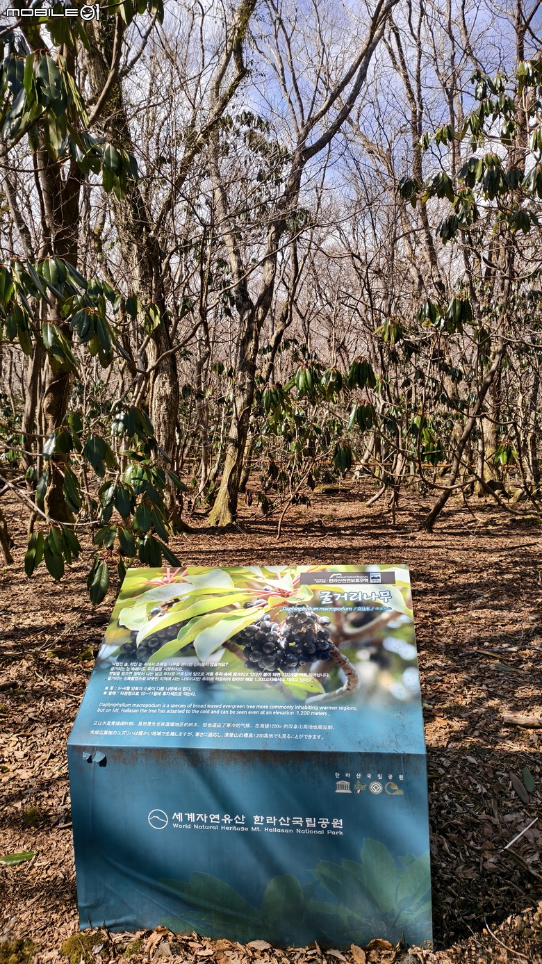南韓最高峰 | 白雪漢拏山 |濟州島登山行程