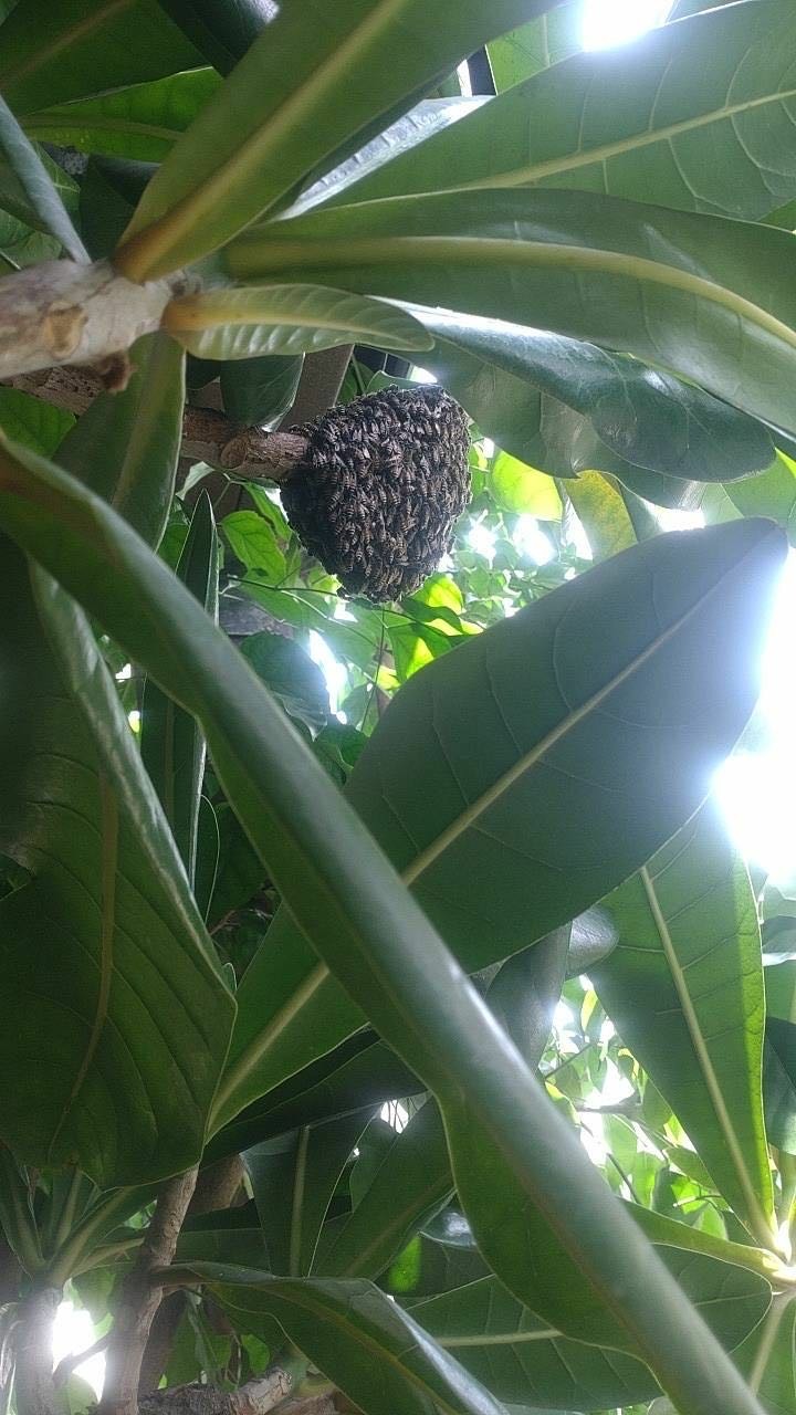 蜂窩要處理嗎？