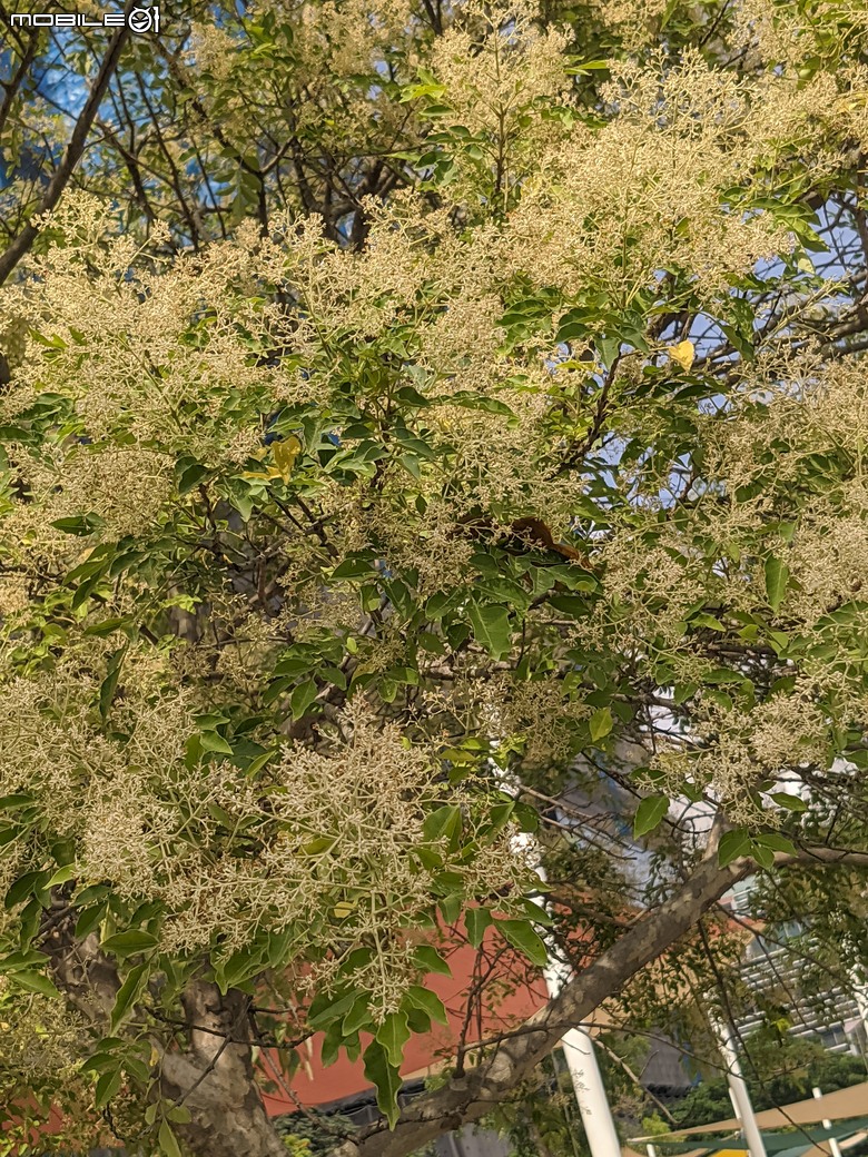 大花紫薇+鳳凰木+麵包樹.. 台南市安平區國平公81公園 05/10