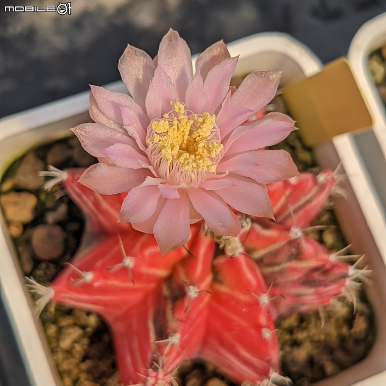 多肉植物 台南市佳里區綠樹園藝 05/03