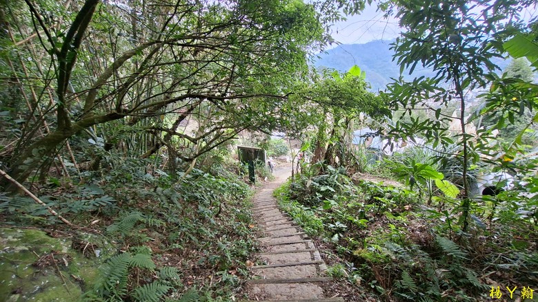 【郊山走走】馬胎古道、馬胎二期古道、南坪古道 山林輕鬆健行