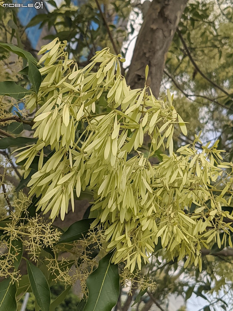 大花紫薇+鳳凰木+麵包樹.. 台南市安平區國平公81公園 05/10