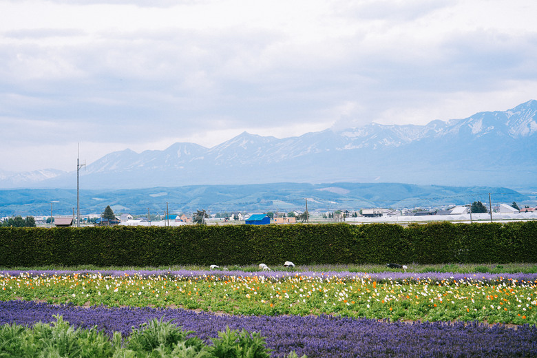 北國之春，北海道8日自駕+騎行(下)【A7m5】