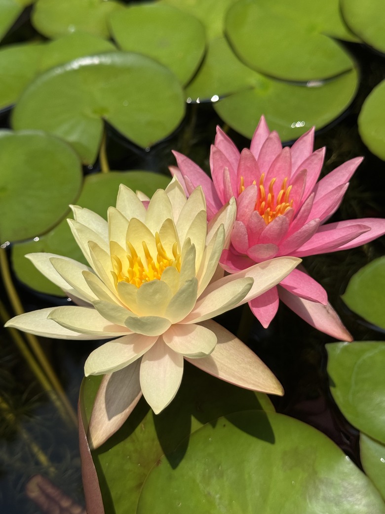 彰化隱藏版「黃金山丘」！看完三級古蹟「虎山巖」金針花，必吃這碗阿宏豬腳飯！